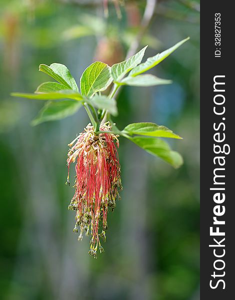 Red Plant Catkins on Green Leaves background closeup