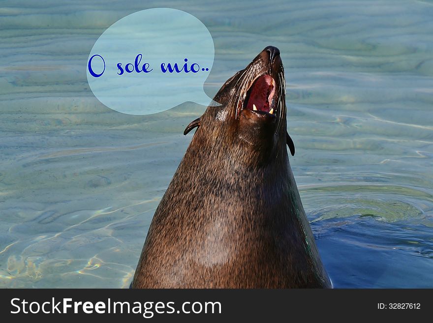 Close up of cape fur seal in the water. Close up of cape fur seal in the water