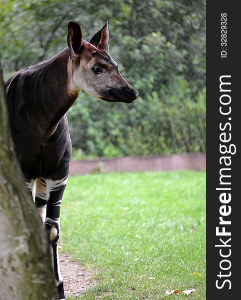 An okapi at the zoo.