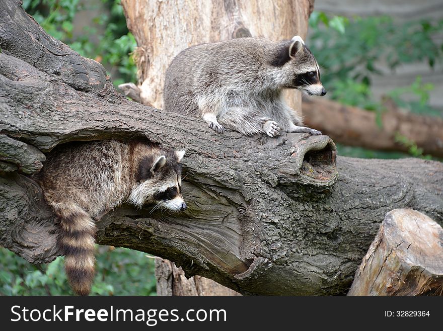 Two raccoons at the zoo.