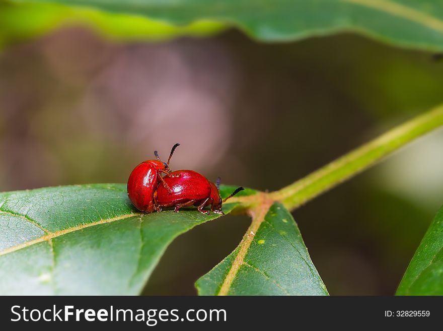 Close up of red lady beetles pair mating on green leaf