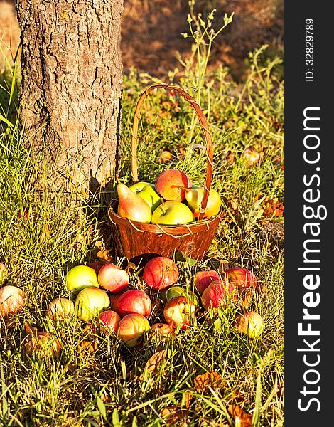 Basket with apples-organic fruits