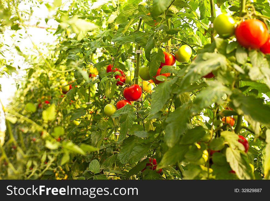 Growing tomatoes-picking fresh tomatoes