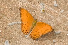 Common Yeoman &x28;Cirrochroa Tyche&x29; Butterfly On Cement Background Royalty Free Stock Photos Common Yeoman &x28;Cirrochroa Tyche&x29; Butterfly On Cement Background Royalty Free Stock Photos