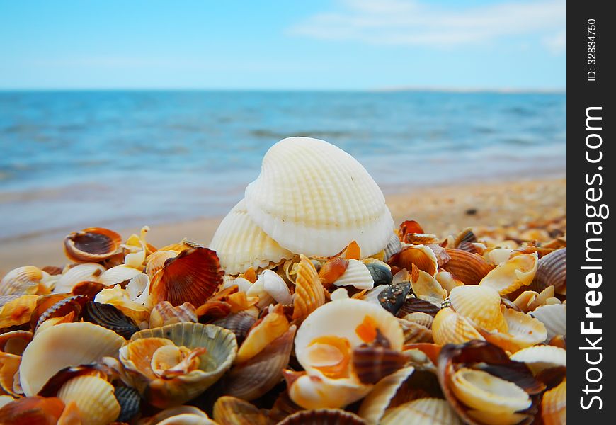 Landscape with shells on tropical beach. Landscape with shells on tropical beach