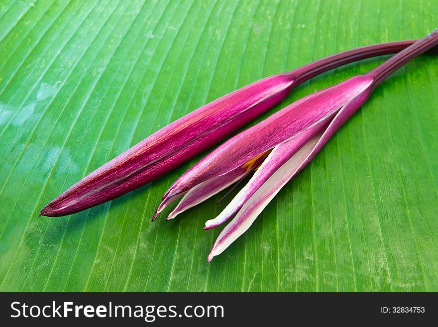 Purple Flowers On Banana Leaf.