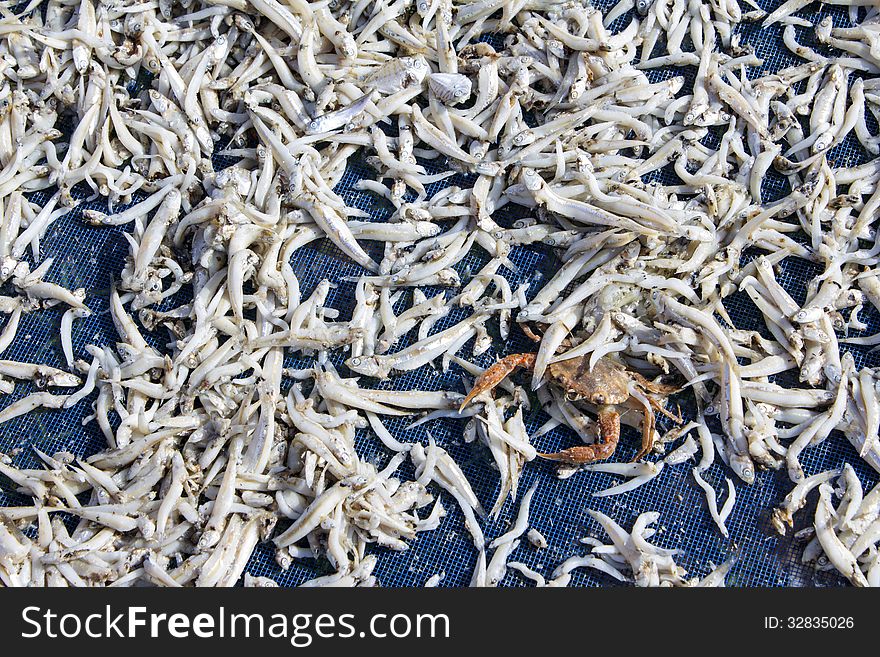 Fishermen drying small fishes to preserve for a longer time store. Fishermen drying small fishes to preserve for a longer time store