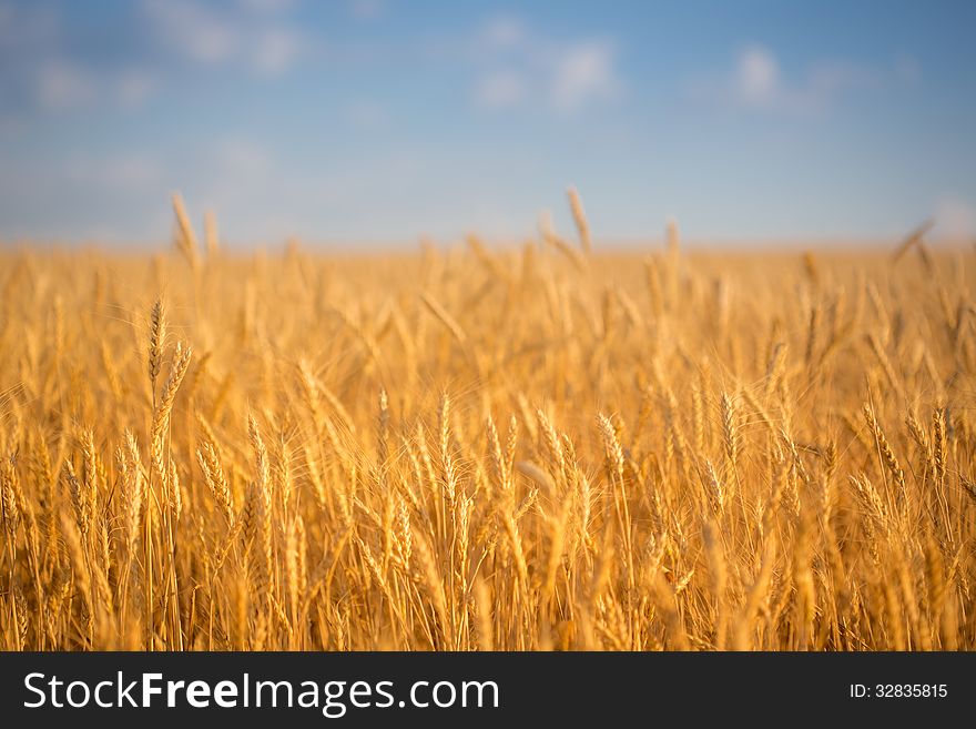 Autumn wheat field against blue sky