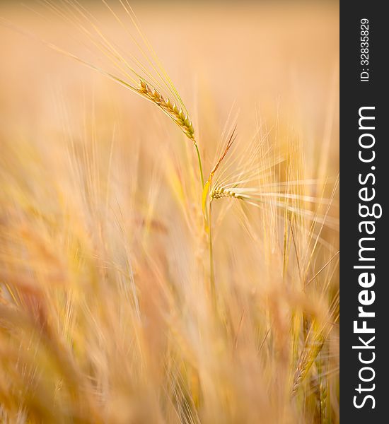 Autumn wheat field