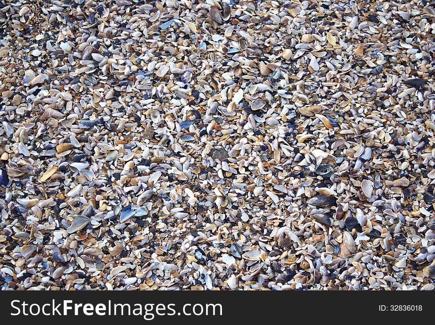 Lots of sea shells of different shapes and colors, with a few eroded small rocks. All on a Black Sea beach.