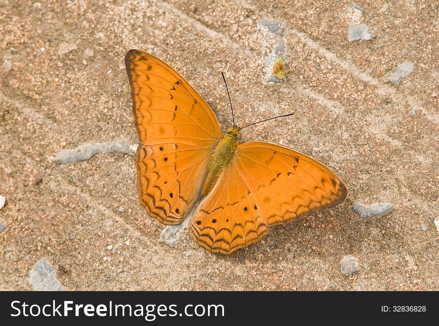 Common Yeoman &x28;Cirrochroa Tyche&x29; Butterfly On Cement Background