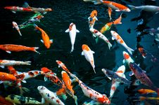 Koi Fish Royalty Free Stock Images Koi Fish Royalty Free Stock Images