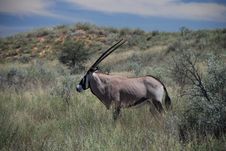 Gemsbok. Kgalagadi Transfrontier Park, Northern Cape, South Africa Royalty Free Stock Image