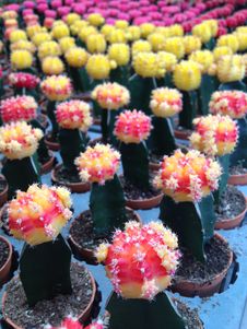 Colorful Cactus Royalty Free Stock Images