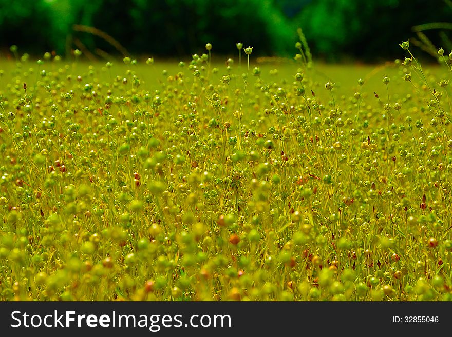 Meadow Of Yellow And Green Flowers