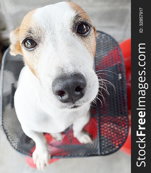 Close Up Dog Jack Russel