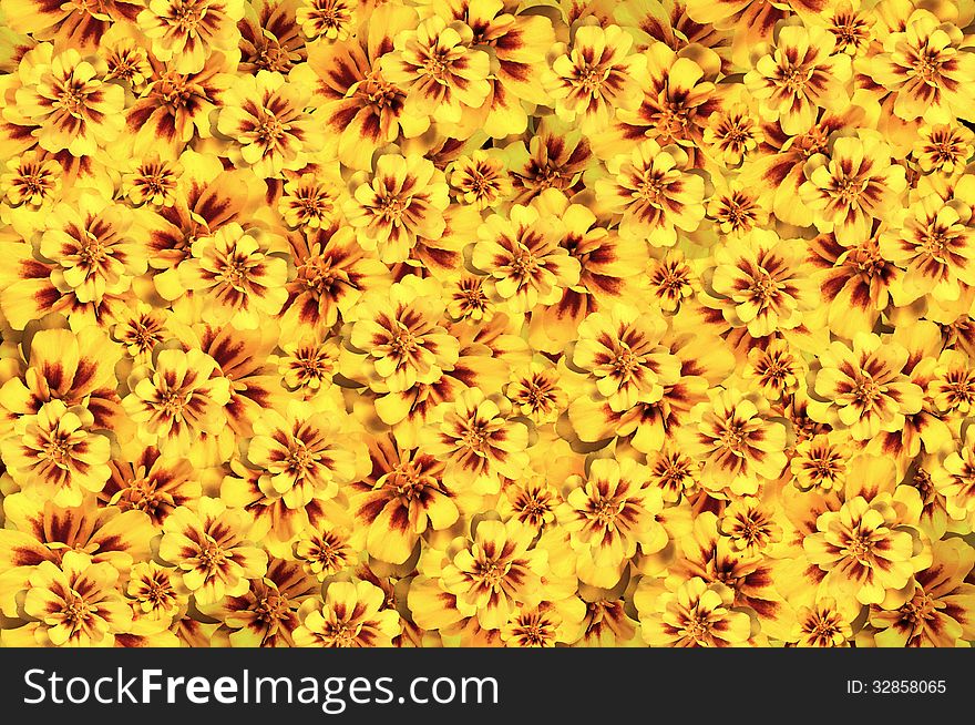 Flowers scattered in disarray at the forefront and creates background texture. Flowers scattered in disarray at the forefront and creates background texture
