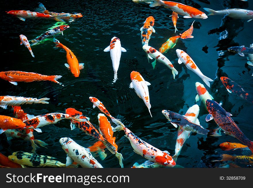 Koi fish swimming in the pond