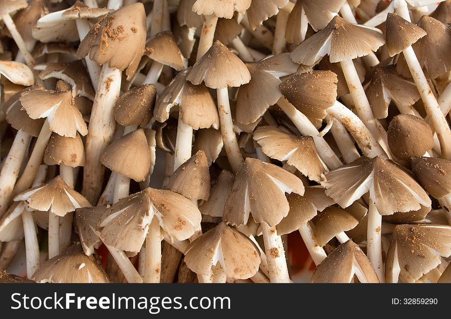 Termite mushroom closeup, thailand, tropical