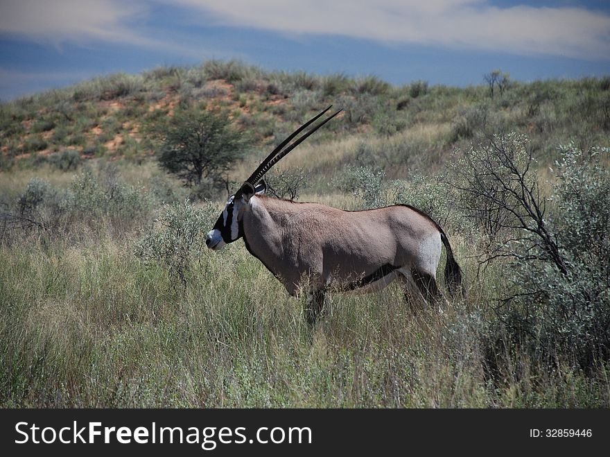 The gemsbok or gemsbuck (Oryx gazella) is a large antelope in the Oryx genus. It is native to the arid regions of Southern Africa, such as the Kalahari Desert. The gemsbok or gemsbuck (Oryx gazella) is a large antelope in the Oryx genus. It is native to the arid regions of Southern Africa, such as the Kalahari Desert