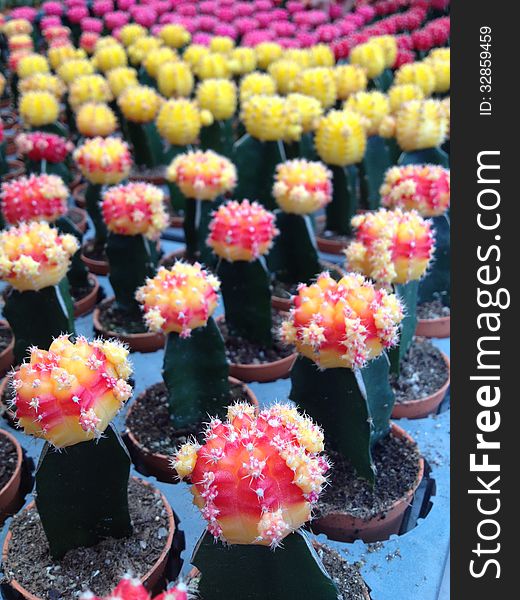 Close up image of Colorful cactus