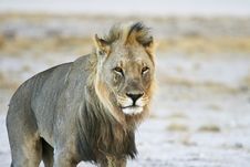 Male Desert Lion Stock Photo Male Desert Lion Stock Photo