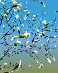 Branches With White Magnolias Stock Images