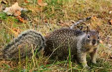 Inquisitive Spotted Squirrel Stock Photo Inquisitive Spotted Squirrel Stock Photo