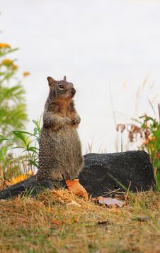 Cute Spotted Squirrel Stands Tall Royalty Free Stock Image