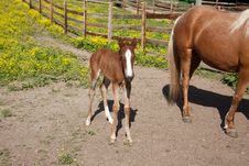 Horse With Foal Royalty Free Stock Photography Horse With Foal Royalty Free Stock Photography