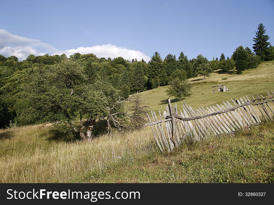 Alpine Pasture Near The Forest