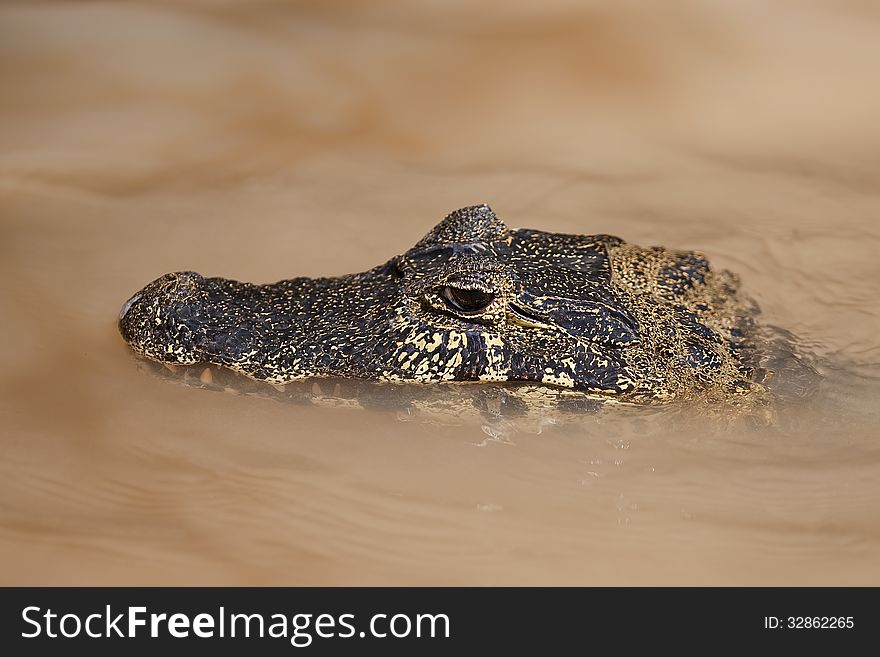Yacare Caiman in a muddy pool in the wetlands of the Pantanal, Brazil