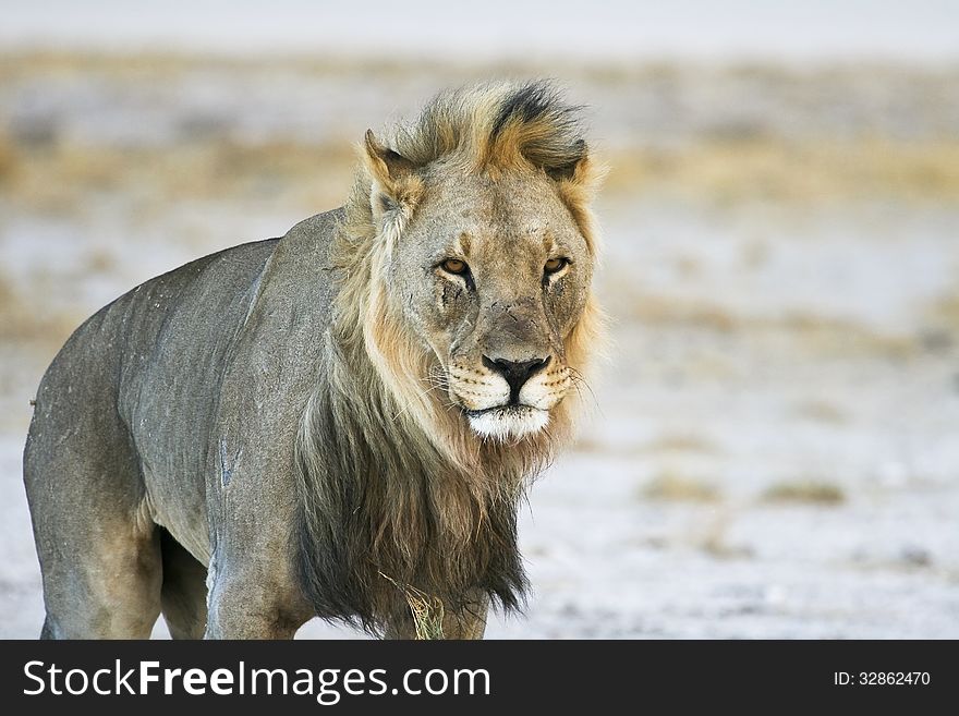 An old wind blown male lion with scarred face set against the blurred desert of Etosha National Park, Namibia in Southern Africa. An old wind blown male lion with scarred face set against the blurred desert of Etosha National Park, Namibia in Southern Africa