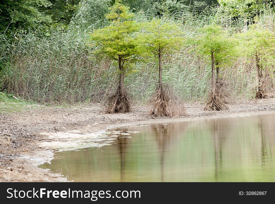 Horizontal photo showing dead roots of trees near water, because of water shortage and severe drought caused by global warming of Earth. Horizontal photo showing dead roots of trees near water, because of water shortage and severe drought caused by global warming of Earth.