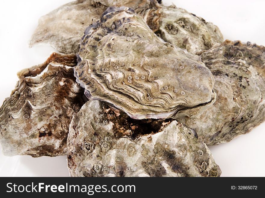 Fresh oysters in their shell against white