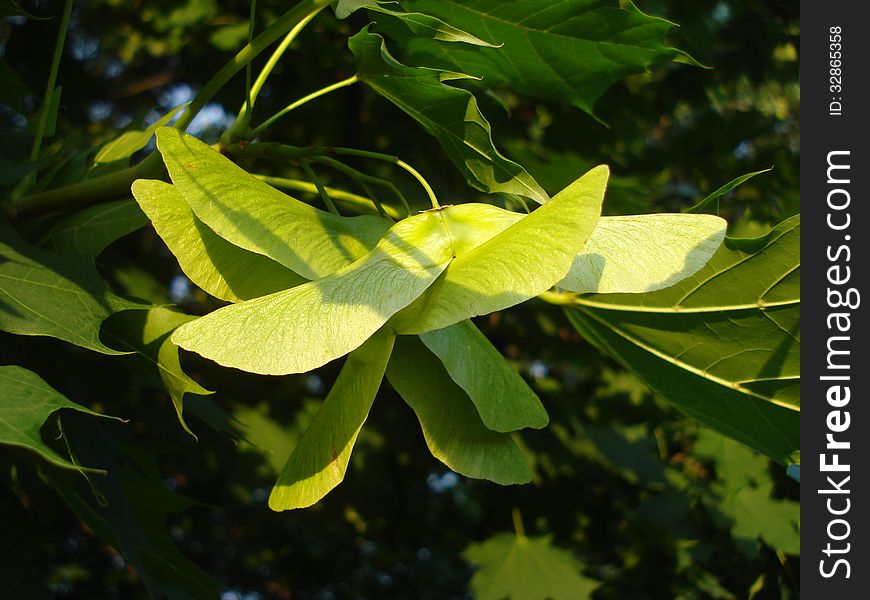 Norway maple fruit