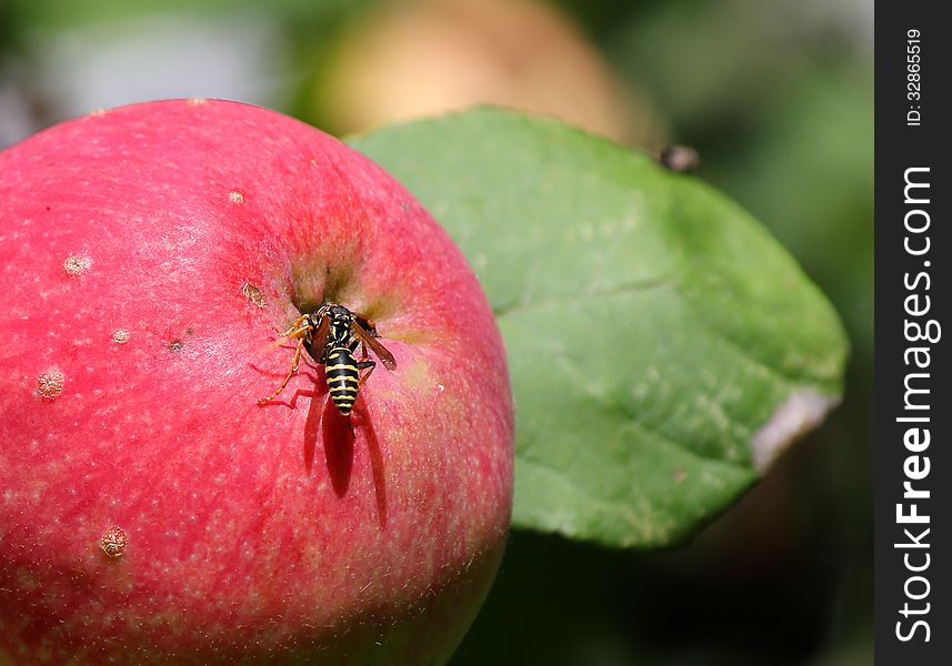 Wasp Sits On A Ripe Apple