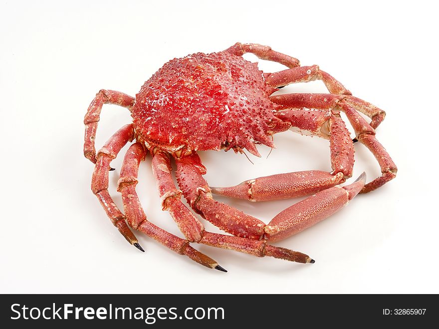 Wild red crab isolated against white backround