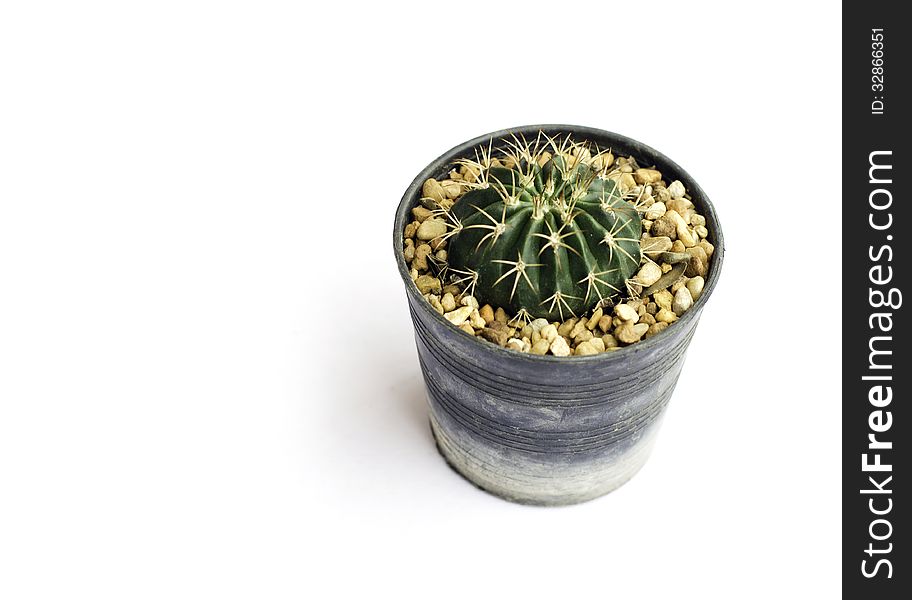 Cactus in a flowerpot on white background