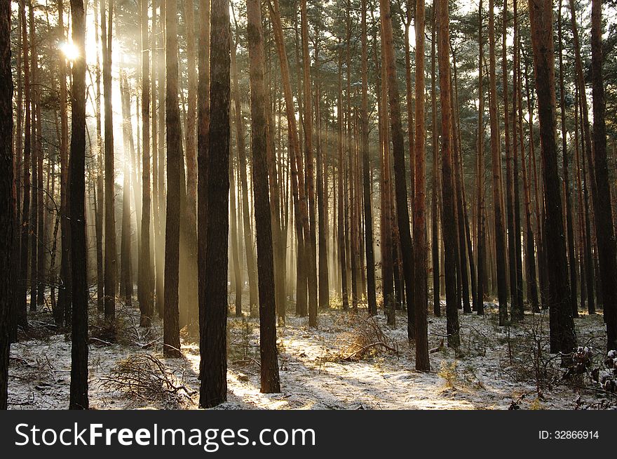 The photograph shows a pine forest in winter. Ground cover of snow. Among the trees carries the fog illuminated sun. The photograph shows a pine forest in winter. Ground cover of snow. Among the trees carries the fog illuminated sun.