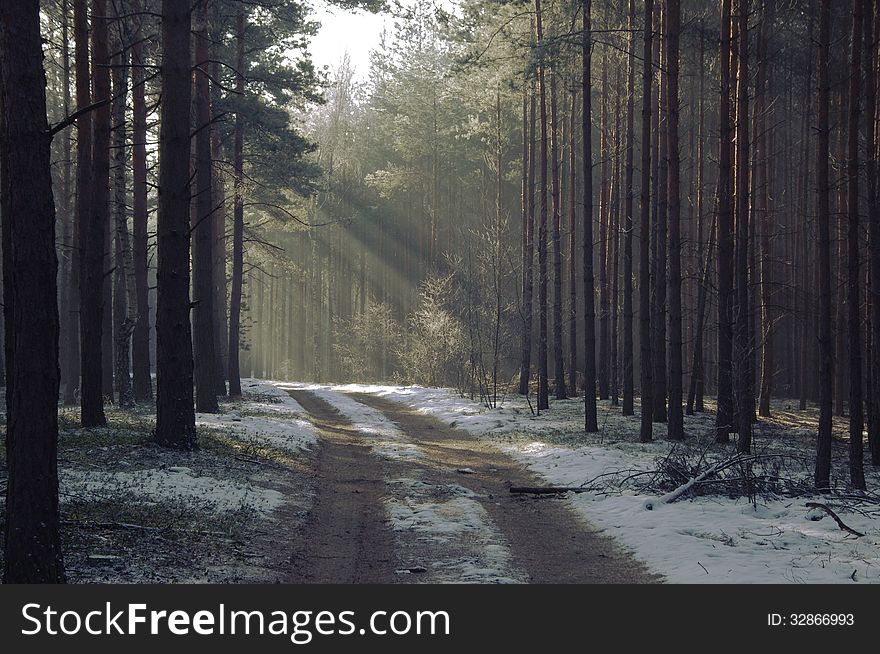 The photograph shows a pine forest in winter. Ground cover of snow. Among the trees carries the fog illuminated sun. The photograph shows a pine forest in winter. Ground cover of snow. Among the trees carries the fog illuminated sun.