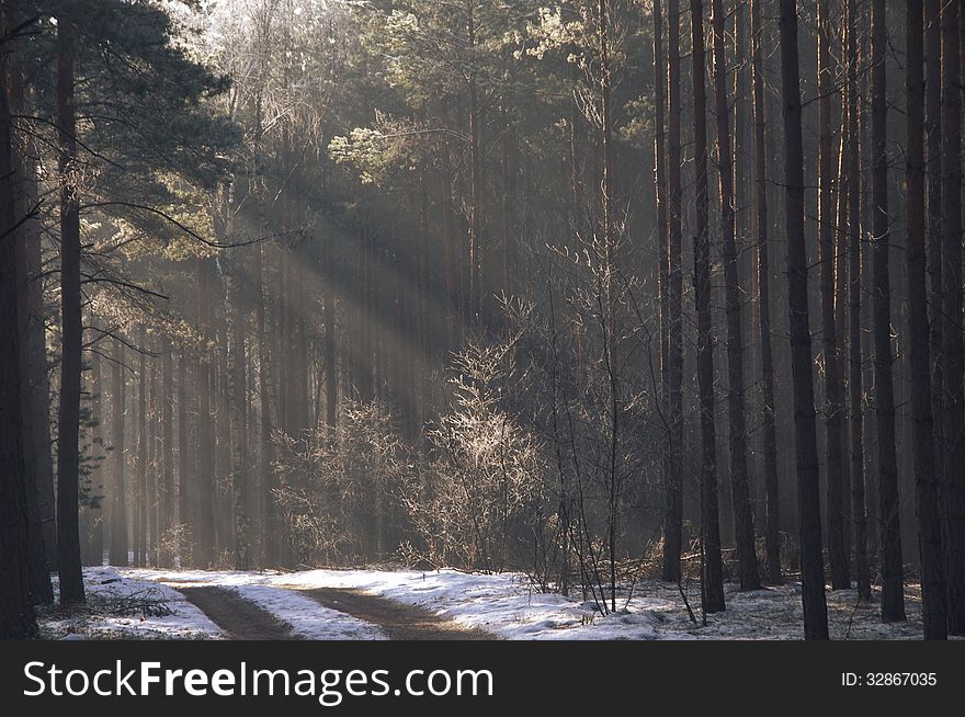 The photograph shows a pine forest in winter. Ground cover of snow. Among the trees carries the fog illuminated sun. The photograph shows a pine forest in winter. Ground cover of snow. Among the trees carries the fog illuminated sun.