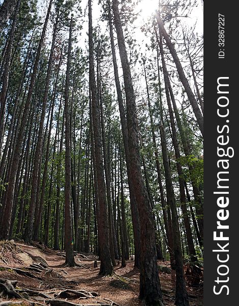 Tall trees in Algonquin Park