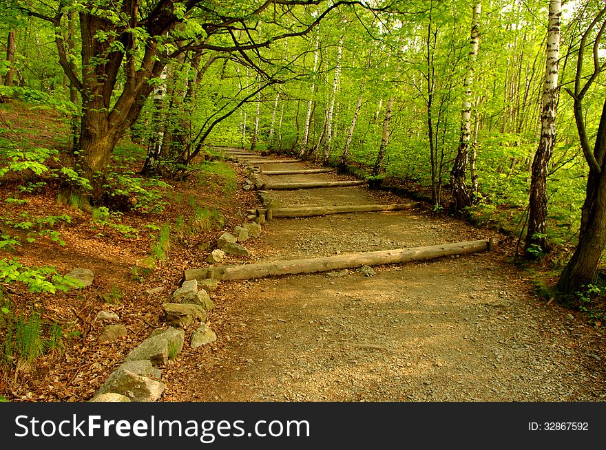 The photograph shows a mountain trail in the spring. Tree leaves have a delicate, fresh, light green color. The photograph shows a mountain trail in the spring. Tree leaves have a delicate, fresh, light green color.