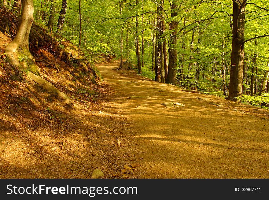 The photograph shows a mountain trail in the spring. Tree leaves have a delicate, fresh, light green color. The photograph shows a mountain trail in the spring. Tree leaves have a delicate, fresh, light green color.