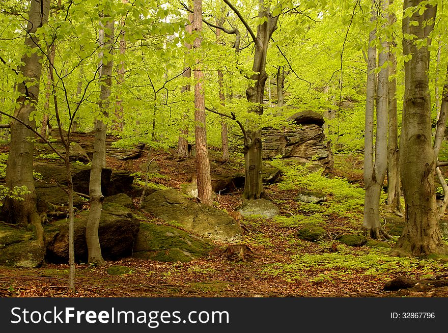 The photograph shows a deciduous forest in spring. It is situated on the mountain, in the scene we see rocks. Tree leaves have a delicate, fresh, light green color. The photograph shows a deciduous forest in spring. It is situated on the mountain, in the scene we see rocks. Tree leaves have a delicate, fresh, light green color.