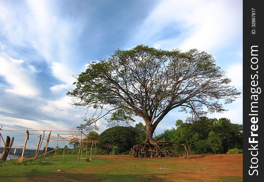 Giant Raintree at Ubonratchathani,Thailand