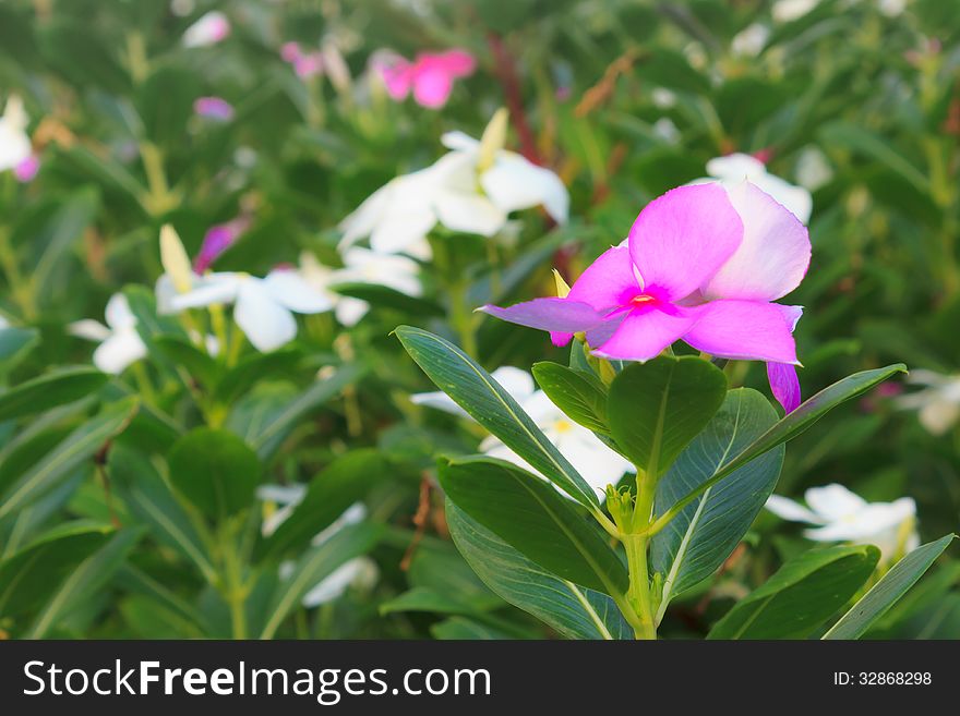 Catharanthus roseuses or Vinca roseas in the garden that is green area in the city