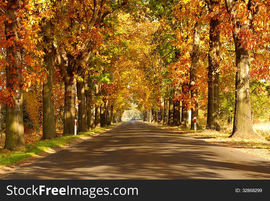 The photograph shows an asphalt road on the side of the tall oaks grow. The leaves are yellow, red and brown. It is autumn. On the right side of the frame sun illuminates the scene. The photograph shows an asphalt road on the side of the tall oaks grow. The leaves are yellow, red and brown. It is autumn. On the right side of the frame sun illuminates the scene.