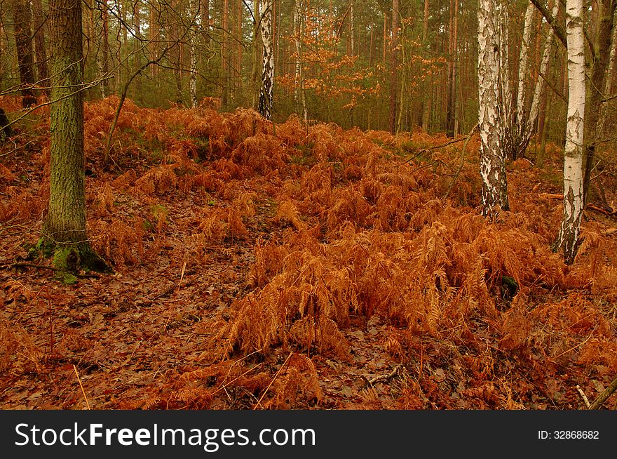 The photograph shows a forest in autumn. Fern fronds are dried up, dead and have a brown color.